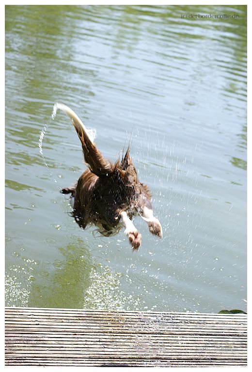dogdiving