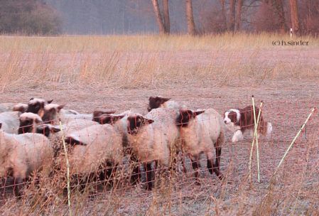 Gayle und die Schafe